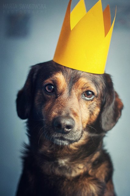 Little Prince