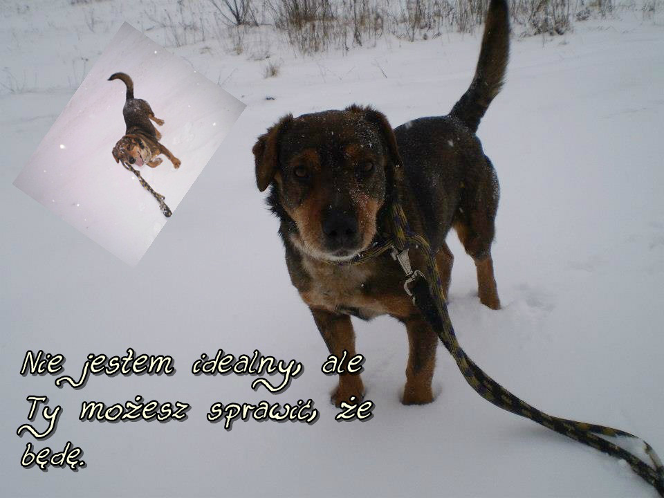 Schronisko 