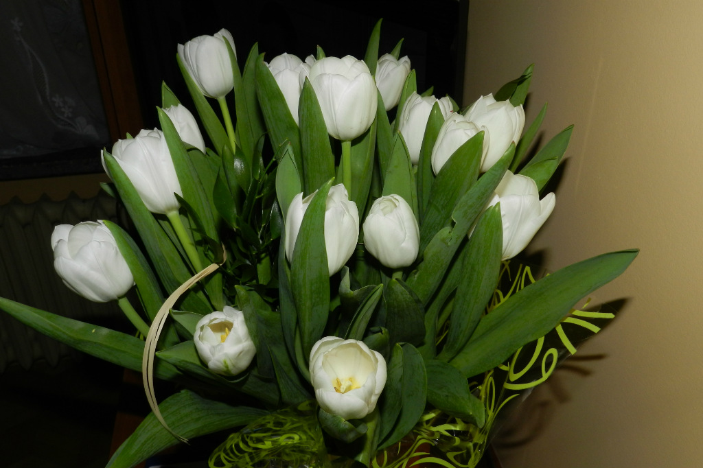 18 biaych tulipanw