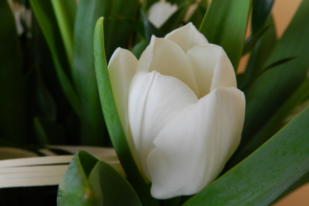 tulipan