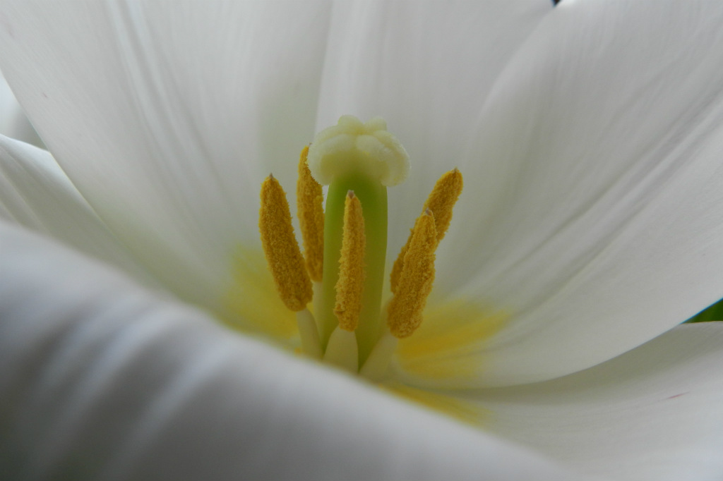 tulipan