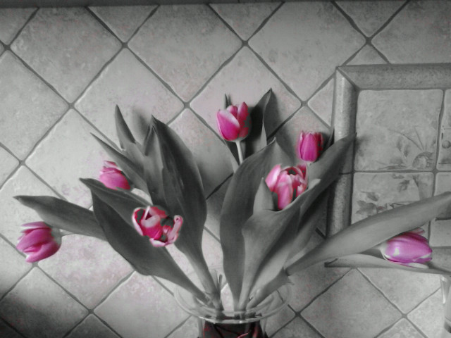 Tulipany 
