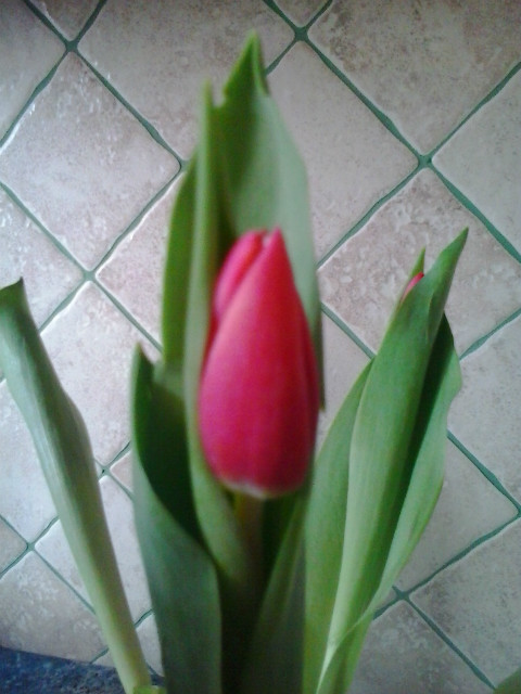 Tulipan 