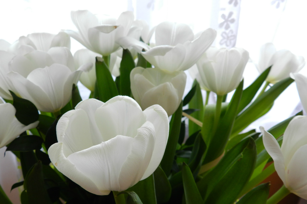 tulipany