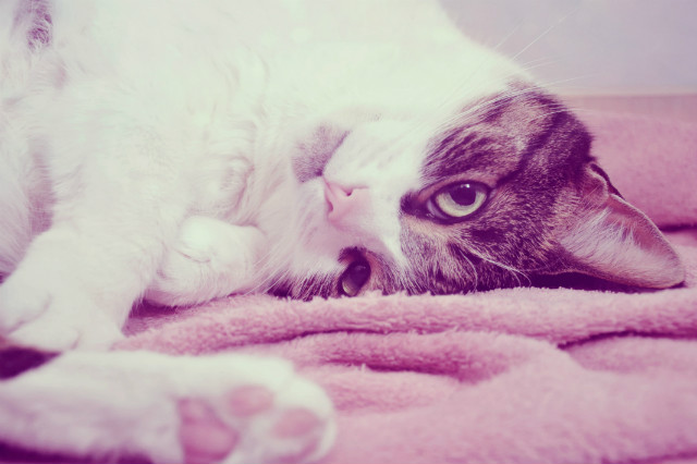 kitty