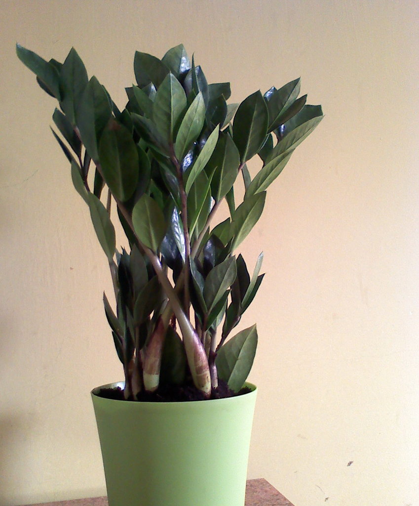 ZAMIA