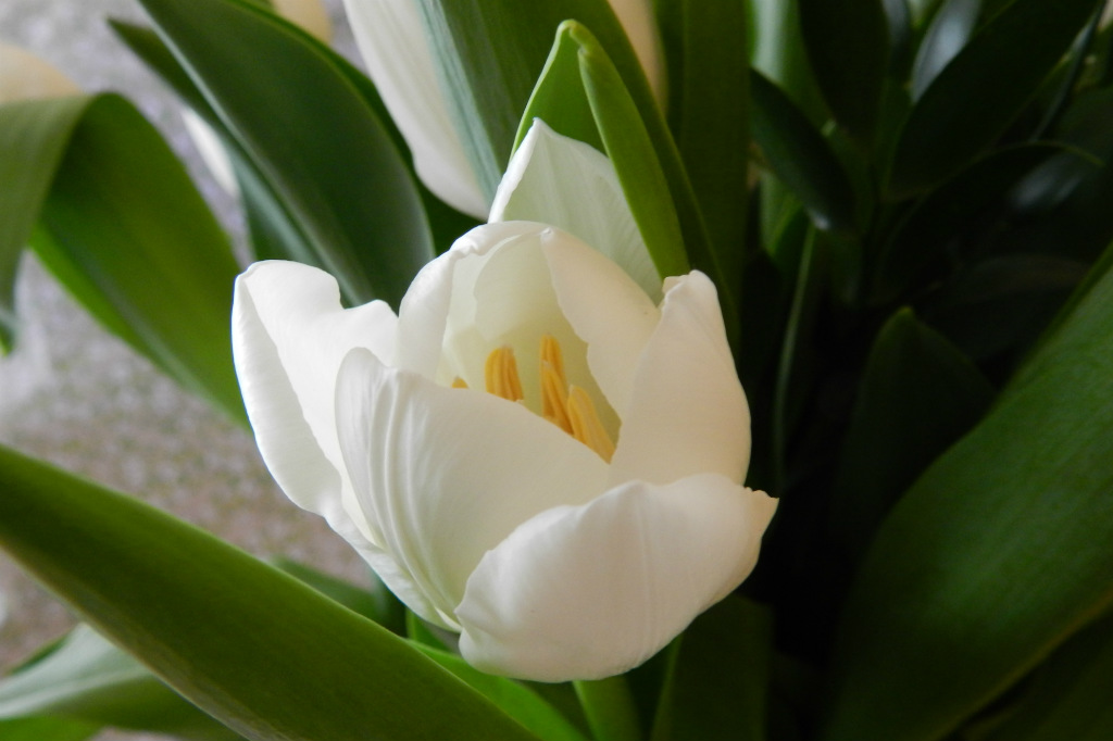 tulipan