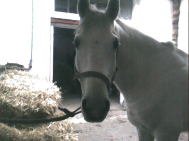 Bbel ;*
