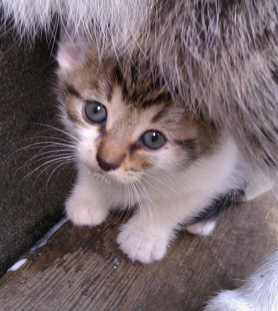 kiciuleka ;**