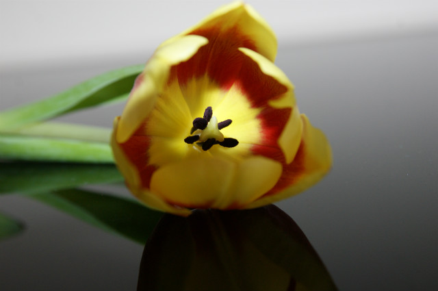 55. Tulipan