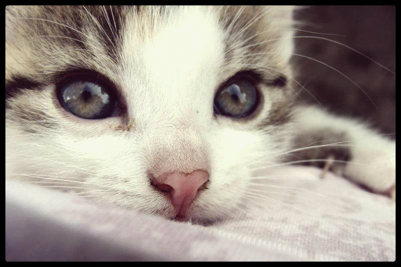 Mj koteceeek;**