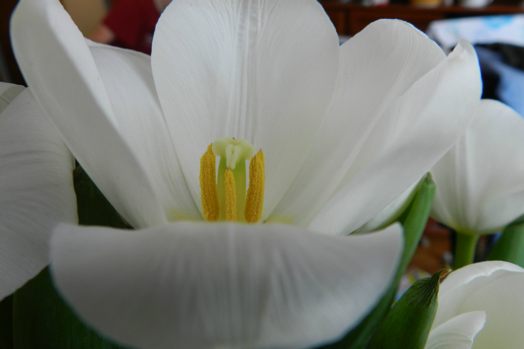 tulipan
