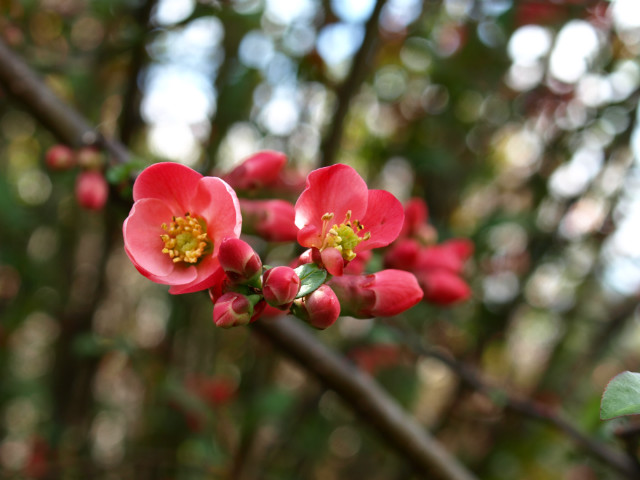 .Flower.