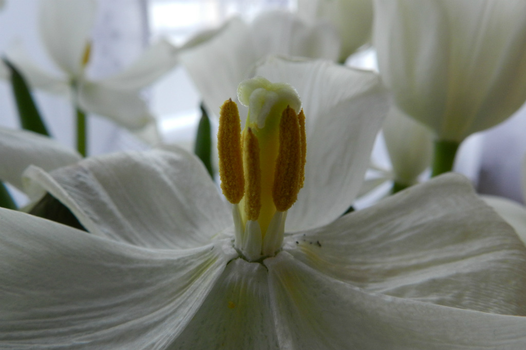 tulipan