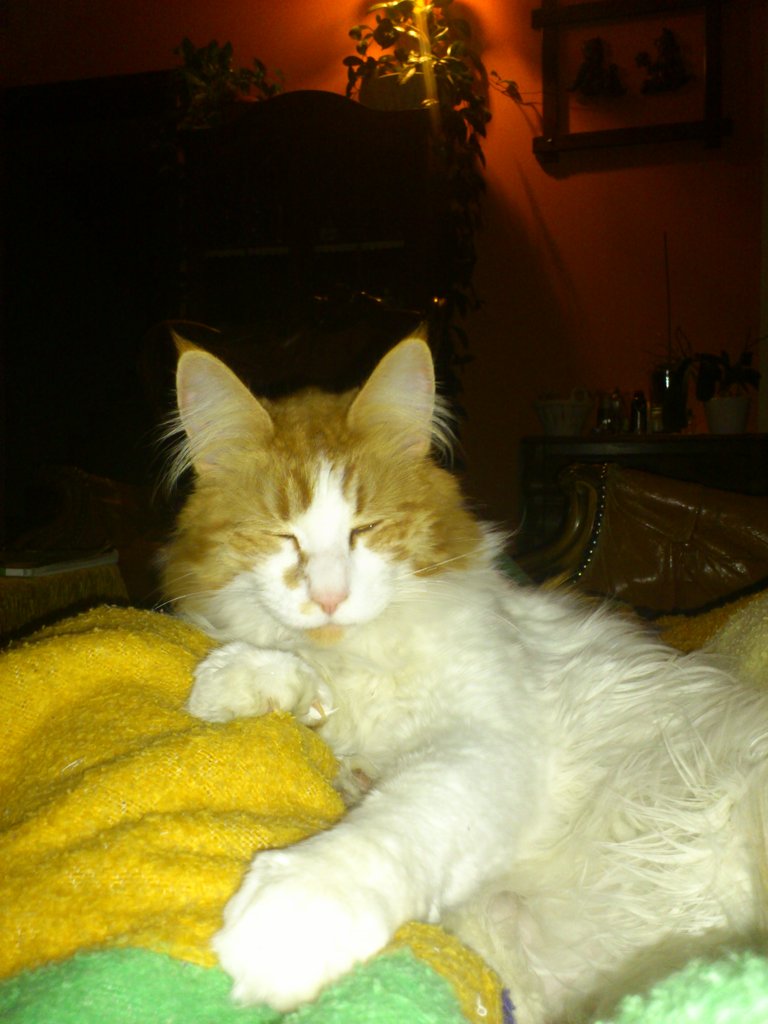 kotek