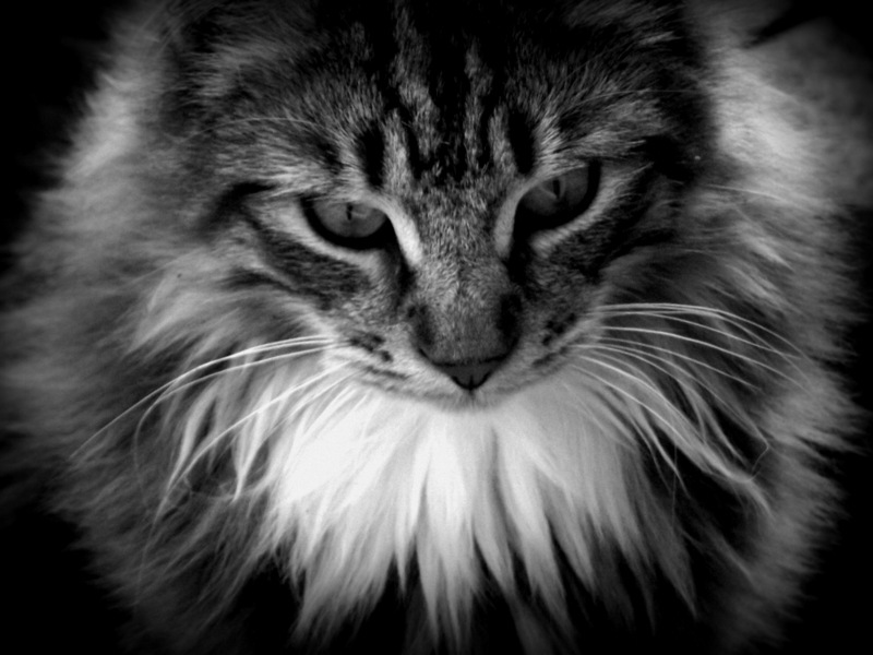 random cat 