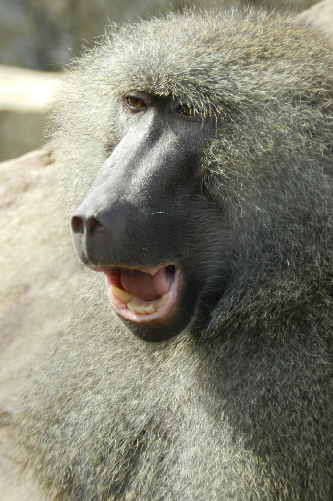 pawian