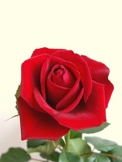 R.