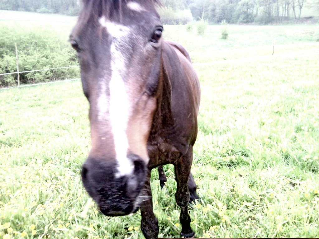 Poker, stajnia Na Zielonej