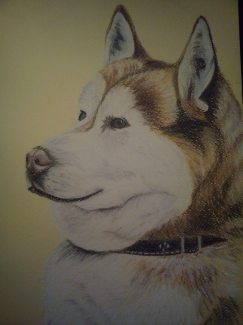 Siberian Husky ;)