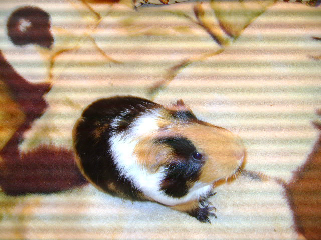 Fifi 