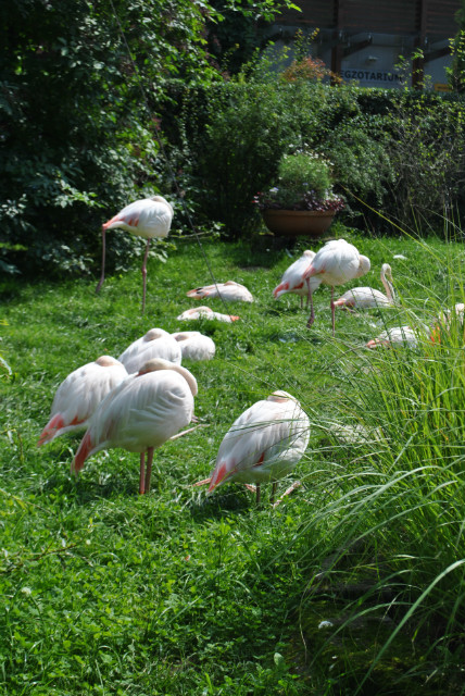 Flamingosy