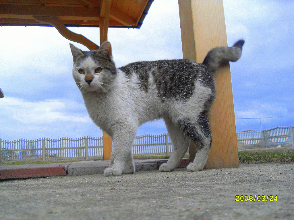 Kotek ;d