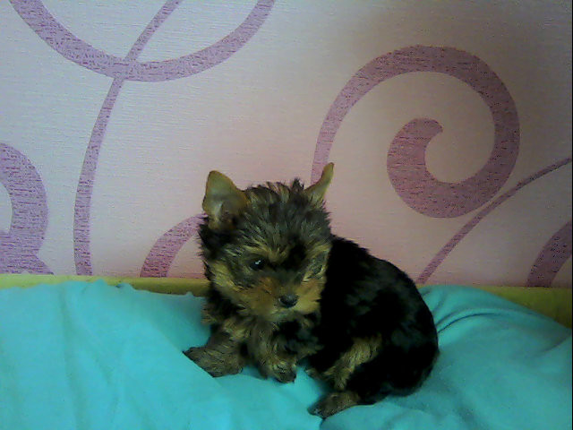 Charlie 