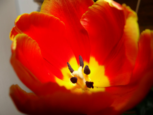 Tulipanek 