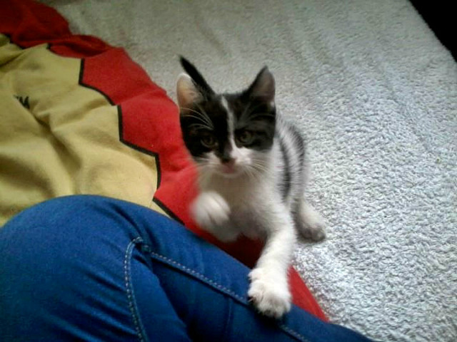 Nowy domownik 
