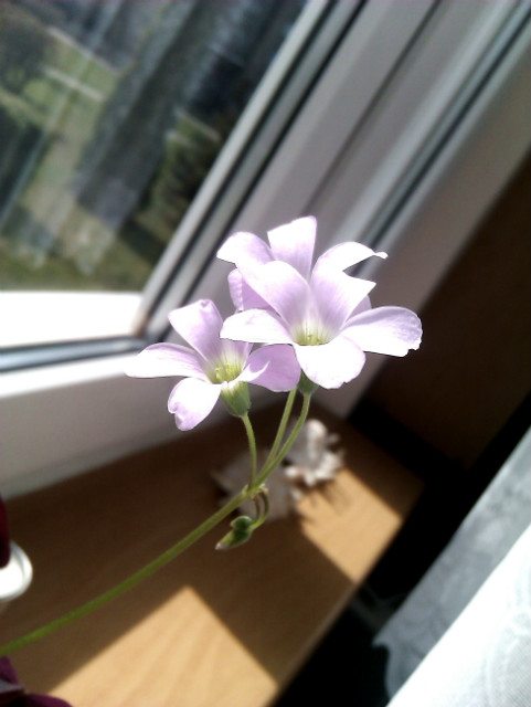 wiosennie~ 