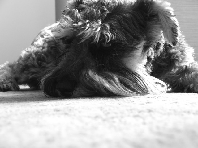 Memi.