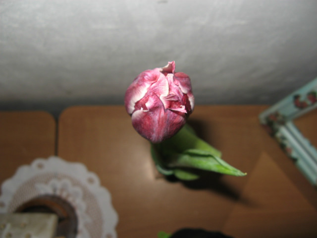 ogrd