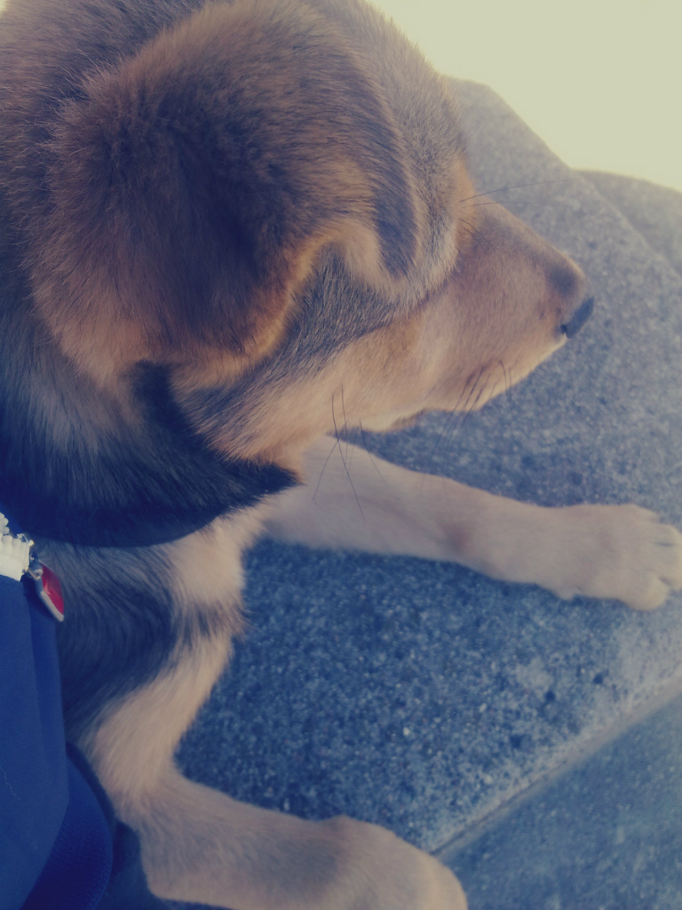 bax