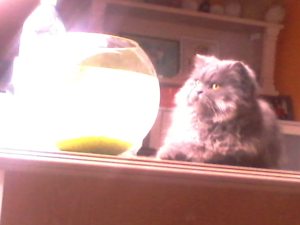rybki i kotek ;)