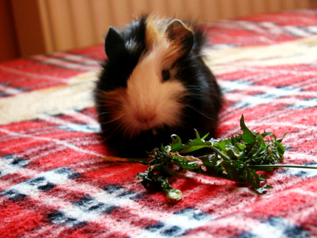Toka ^^