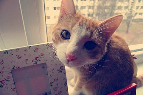 Cats diary: Bubble