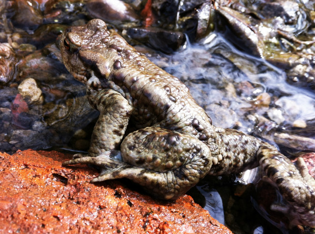 Kuess mich, ich bin ein Frosch