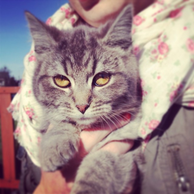 Cat cat