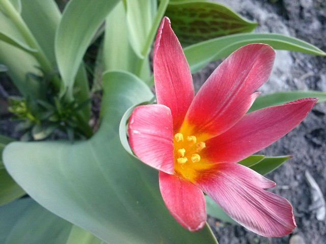 ...:nature:...