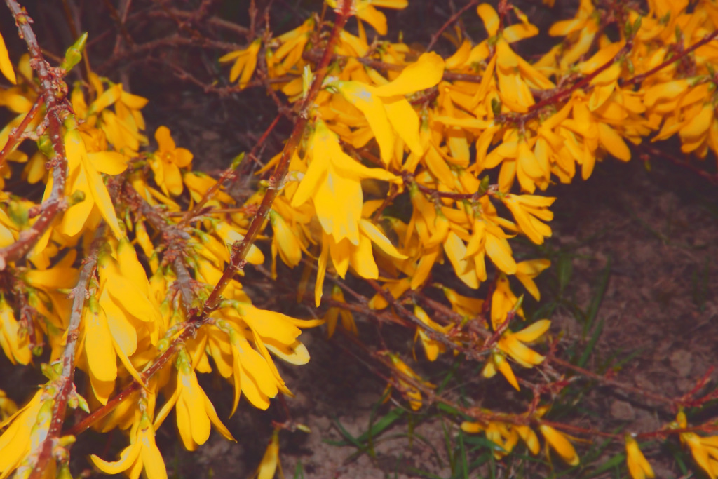 forsycja