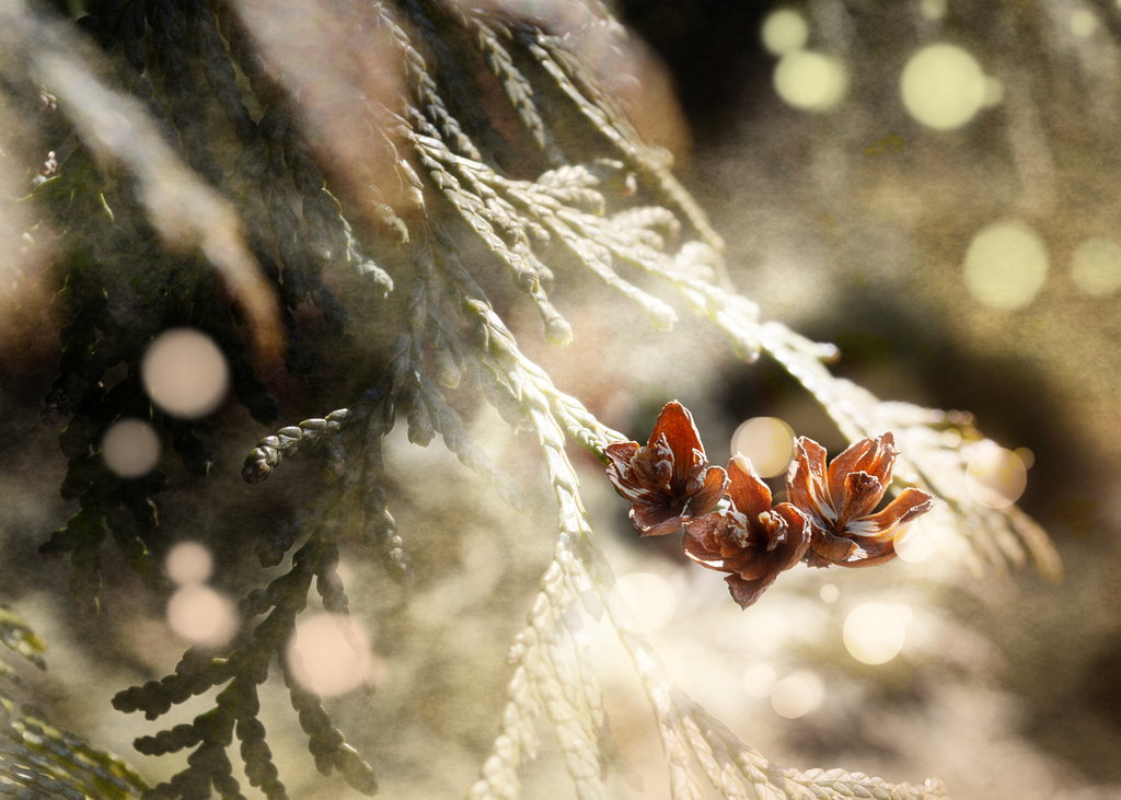 new life.