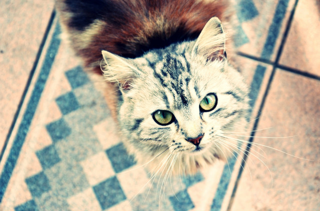 kicia