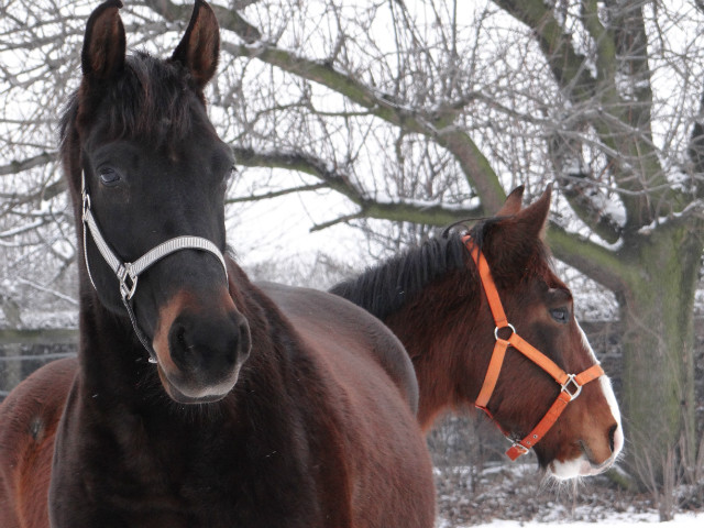 Prater & Dament