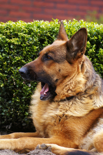 Roxy