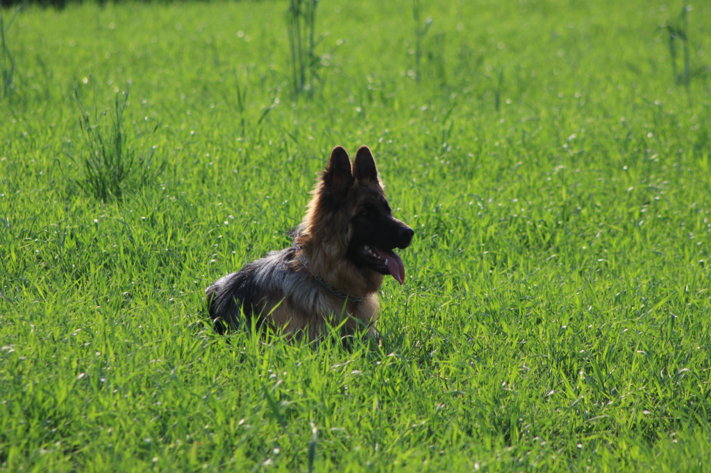 Nelka 