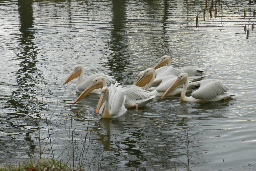 pelikany