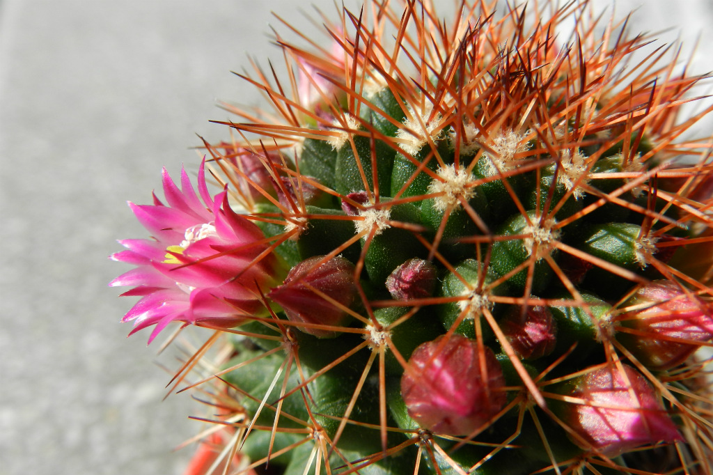 kaktus mammillaria