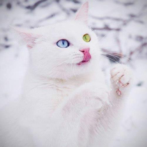kot :)