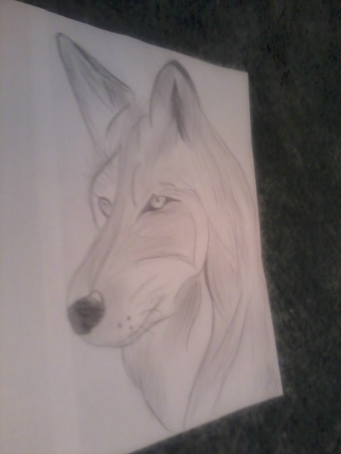 Mj rysuneczek - wilk *o*